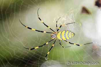 Amazingly Strong and Lightweight Spider Silk Made by Photosynthetic Bacteria