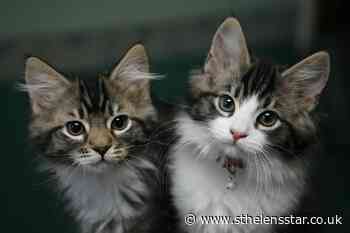 Researchers identify five types of cat owner - St Helens Star