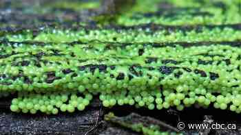 Ew, what is that? Photographer captures gross, beautiful slime moulds around Yellowknife