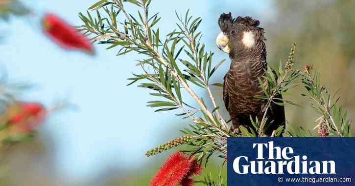 Australia's environment minister orders investigation into export of hundreds of endangered parrots