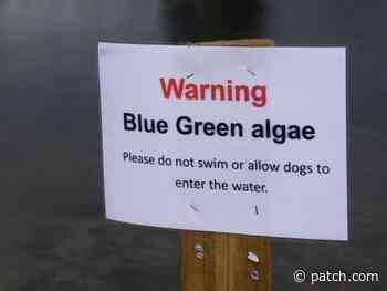 Blue-Green Algae Blooms Found In 2 Rhode Island Ponds - Cranston, RI Patch