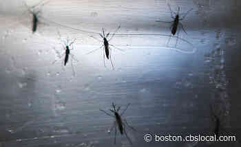 EEE Detected In Rhode Island For 1st Time This Year - CBS Boston