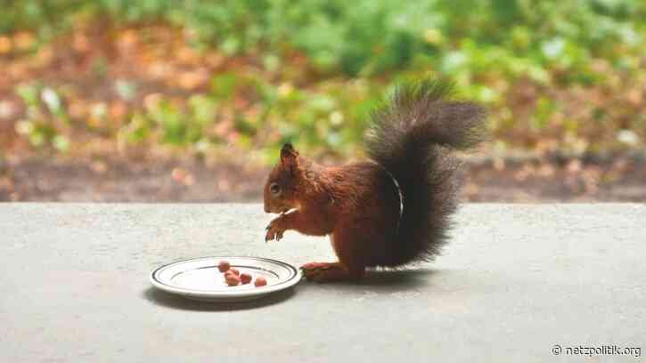 Wochenrückblick KW36: Über Werbung für Verschwörungstheorien, einen Geburtstag und ein Vorschaltbanner