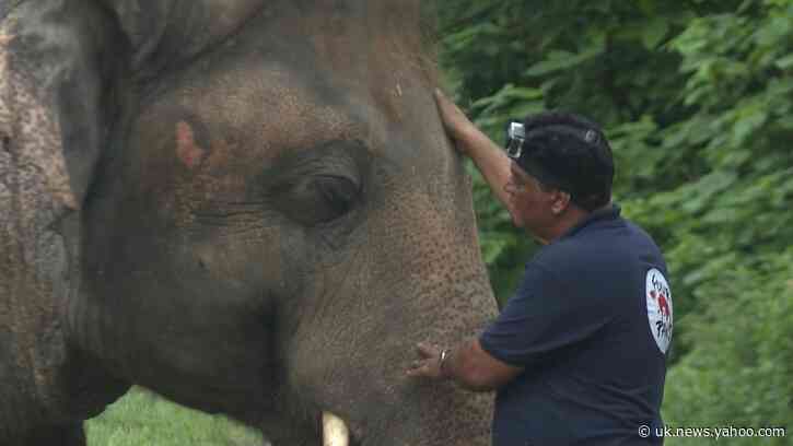 Pakistan's only Asian elephant examined ahead of planned move to Cambodia
