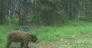 1 of 3 orphaned black bear cubs found in Banff bathroom spotted on trail camera