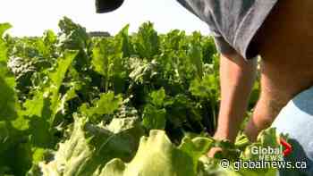 Earlier-than-normal sugar beet harvest begins in southern Alberta
