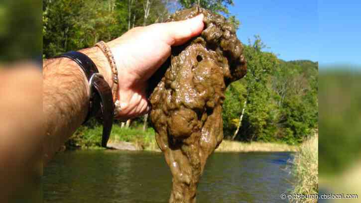 Fishers, Boaters Alerted To Invasive Species ‘Rock Snot’ Discovered In Somerset County