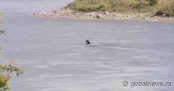 Moose takes a dip in the South Saskatchewan River along Saskatoon’s Meewasin Trail