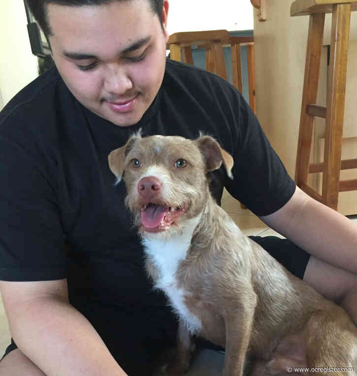 Westminster man spends thousands of dollars, posts thousands of signs in search of beloved dog