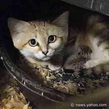 This kitten can fit in a teacup — but it’s ‘ferocious’ in the wild, NC Zoo says