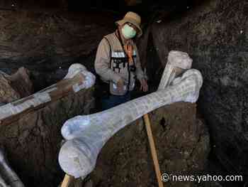 Hundreds of ancient mammoth skeletons were found buried under the site of a future airport in Mexico