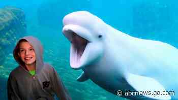 Commerce secretary sued in plan to move whales for research