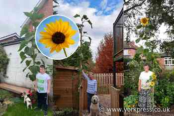 "Mine's 13ft!" Are these York's largest sunflowers?