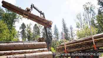 Käferplage und Preisverfall: Holz stapelt sich in Wäldern - Süddeutsche Zeitung
