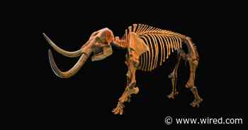 Climate Change Drove the American Mastodon to Extinction