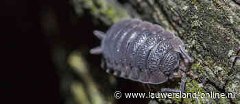 Kriebelbeestjes zoeken bij Buitenplaats Reitdiep op Noorderhoogebrug - lauwersland-online.nl