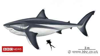 Shark researchers size up real 'Megalodon' for first time