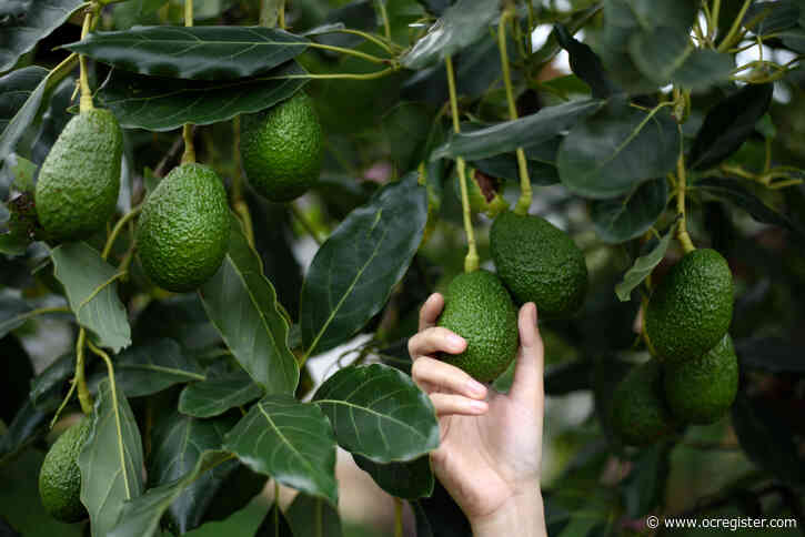 How to increase your crop of avocados and citrus fruit next year