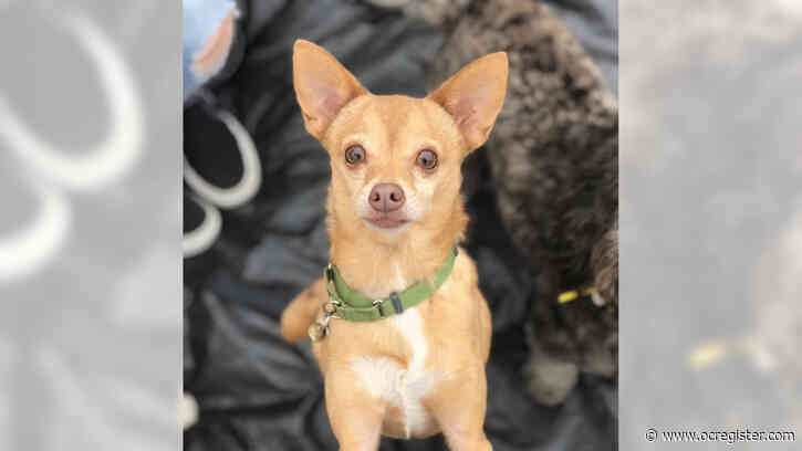 Nucky is more than your average Chihuahua