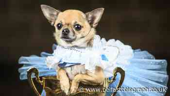 In Pictures: Small dogs dressed as big characters for Furbabies Pageant