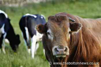 Drunk man fined after he climbed into pen with a bull