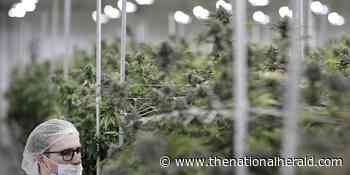 Socrates Rosenfeld Has High Hopes for Marijuana's Medical Soothing - The National Herald