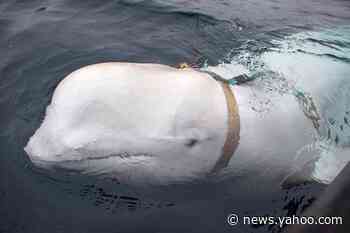 Group sues to stop Connecticut aquarium from getting beluga whales
