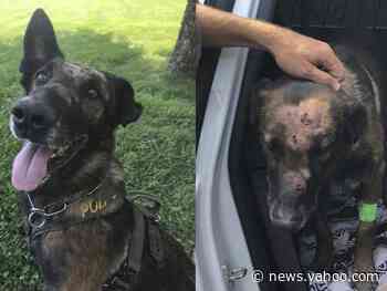 An 11-year-old US Forest Service police dog survived 9 stab wounds during a marijuana raid