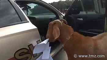 Goat Breaks Into Deputy's Patrol Car, Eats Her Paperwork!