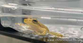 Tree frog hops 5,726 miles from Ecuador to Tesco in Newcastle in banana crate