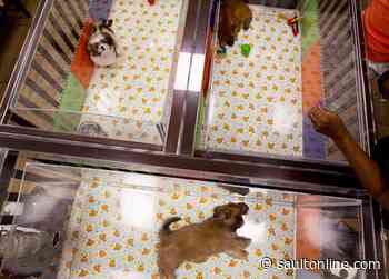Puppy fraud is on the rise, as scammers play on pet lovers’ isolation amid pandemic