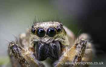 9 spiders you're probably going to see a lot more of in September