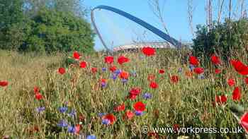 Stepping out to celebrate York's green spaces