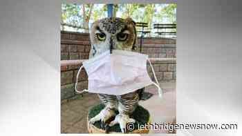 Last weekend to visit the Alberta Birds of Prey Centre - Lethbridge News Now