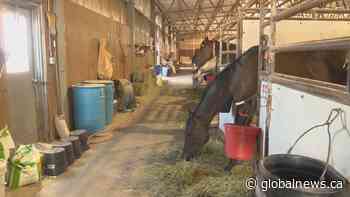 Lethbridge’s first horse racing event of the year kicks off this weekend - Global News