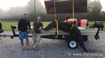Fishing friends reel in notorious one-eyed alligator that weighs more than 200 kilograms