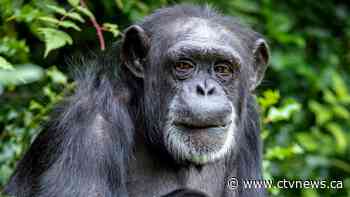 Scientists predict ‘unprecedented magnitude’ of mammal extinctions in near future