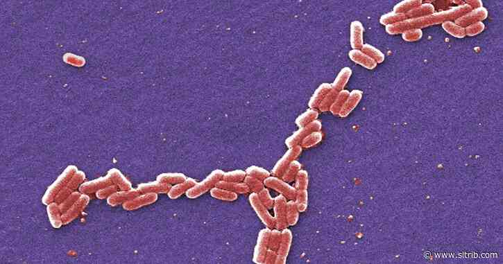 Pleasant Grove issues boil advisory following positive E. coli test samples