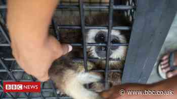 Earth's 'lost species' only the tip of the iceberg