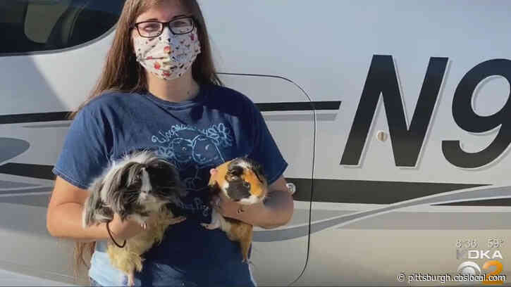 Pittsburgh Aviation Animal Rescue Team Rescues 12 Guinea Pigs From Ohio Shelter