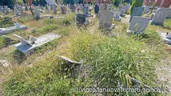Ferrara, erba alta tra le tombe alla Certosa: la protesta dei cittadini - La Nuova Ferrara