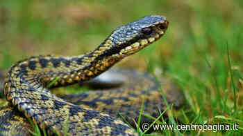 Urbino, morso da una vipera mentre taglia l'erba del prato - Centropagina