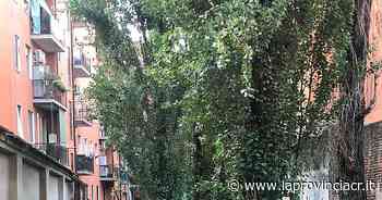 Erba alta, bisce e tante zanzare. «Fate qualcosa» - La Provincia