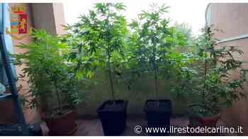 Con i binocoli incastrano coltivatore d’"erba" - il Resto del Carlino