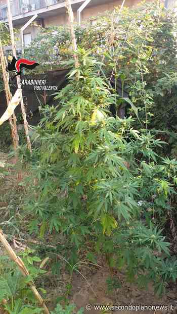 Piccola piantagione di “erba” nell’orto, arrestato - Secondo Piano News
