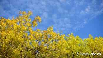 Autumn coming quickly for southern Sask.