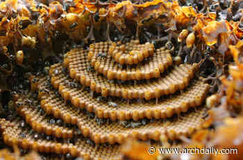 The Incredible Architecture of Bees - ArchDaily