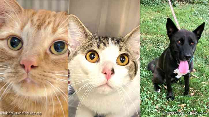 Furry Tails: Kilo, Snickers & Zoey Are Waiting For Forever Homes