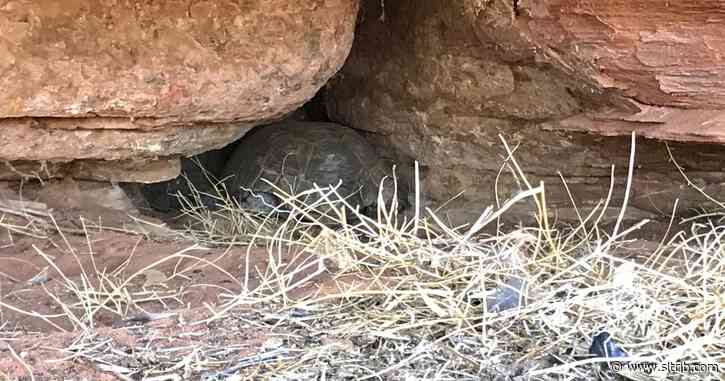 Biologists survey wildfire destruction on Utah tortoise habitat
