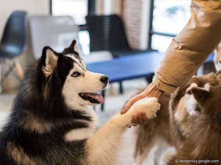 3 recent discoveries have upended scientists' understanding of how dogs age, navigate, and perceive human speech